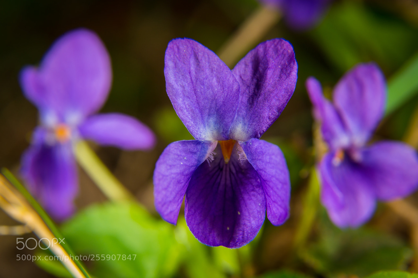 Canon EOS 6D sample photo. Viola photography