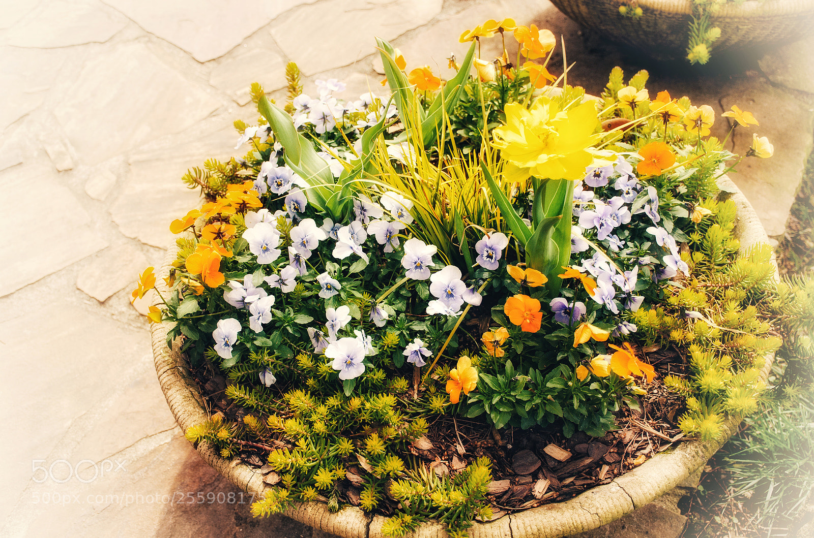 Nikon D7000 sample photo. Flowers photography