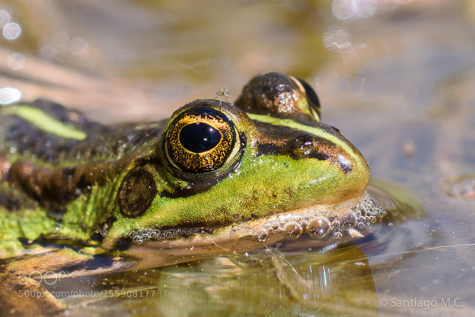 Sony SLT-A77 sample photo. Pelophylax perezi photography