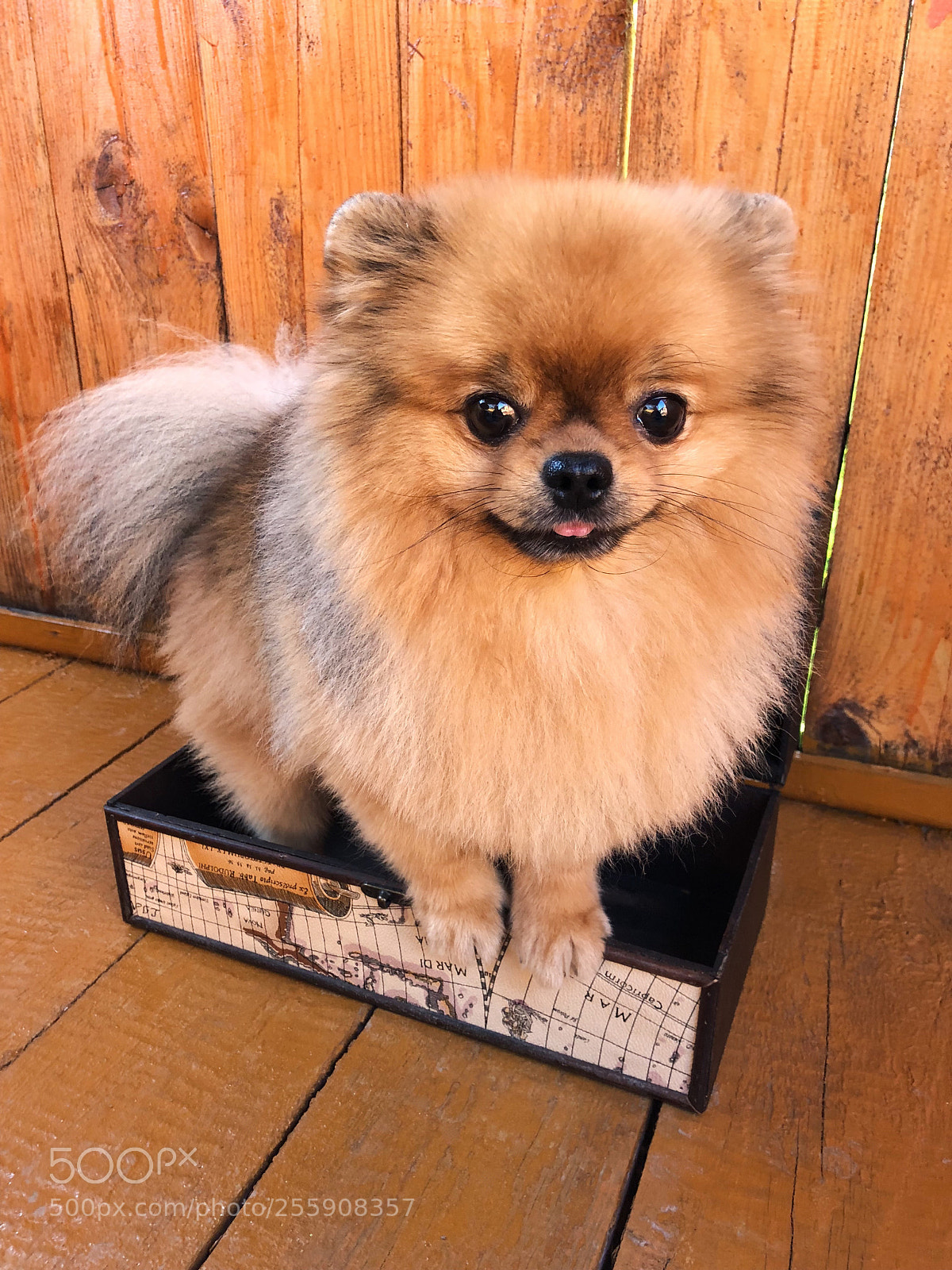 Apple iPhone 8 sample photo. Cute pomeranian spitz photography