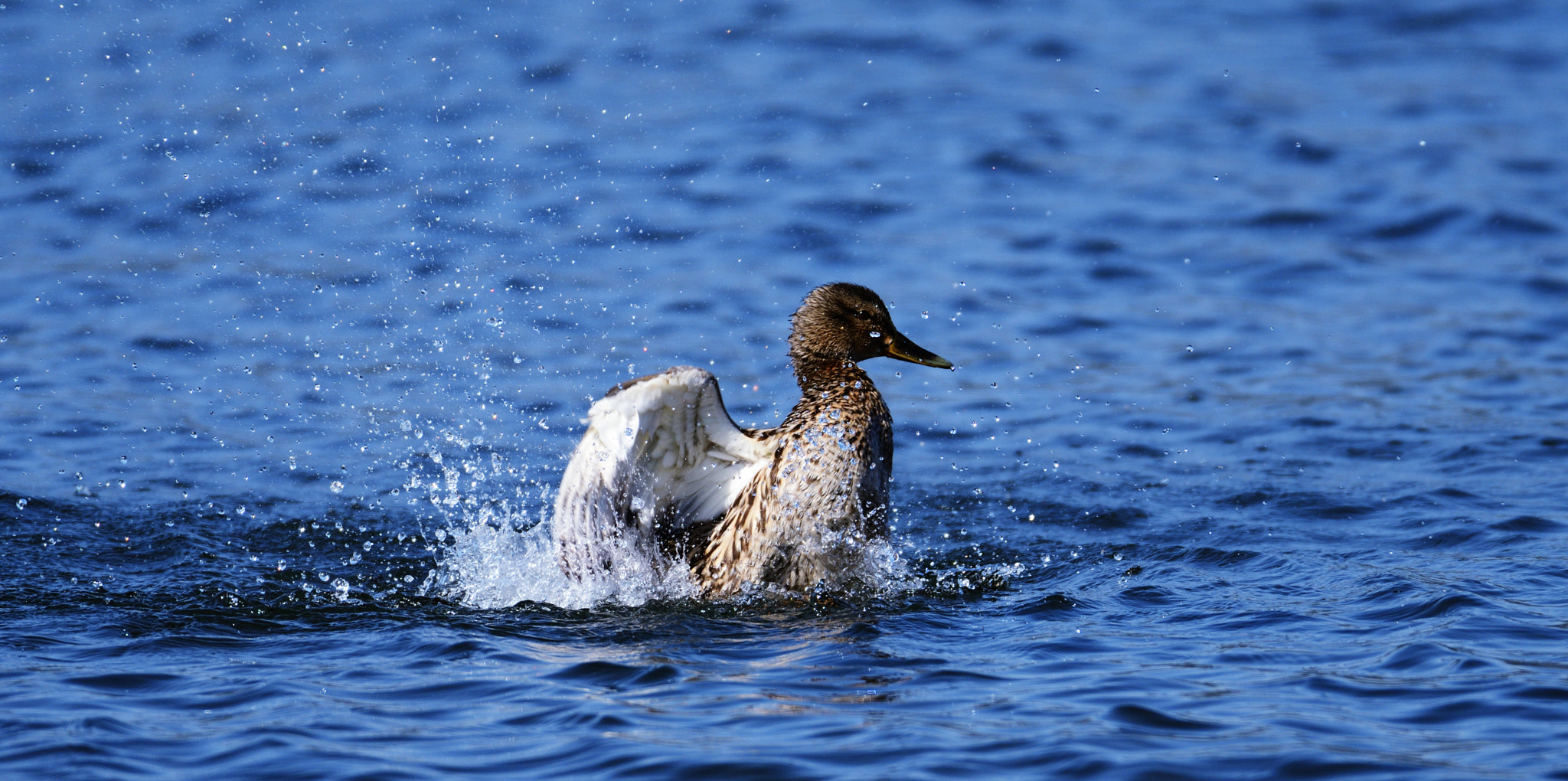 Nikon D7500 + Nikon AF-S Nikkor 200-500mm F5.6E ED VR sample photo. 鳥 photography