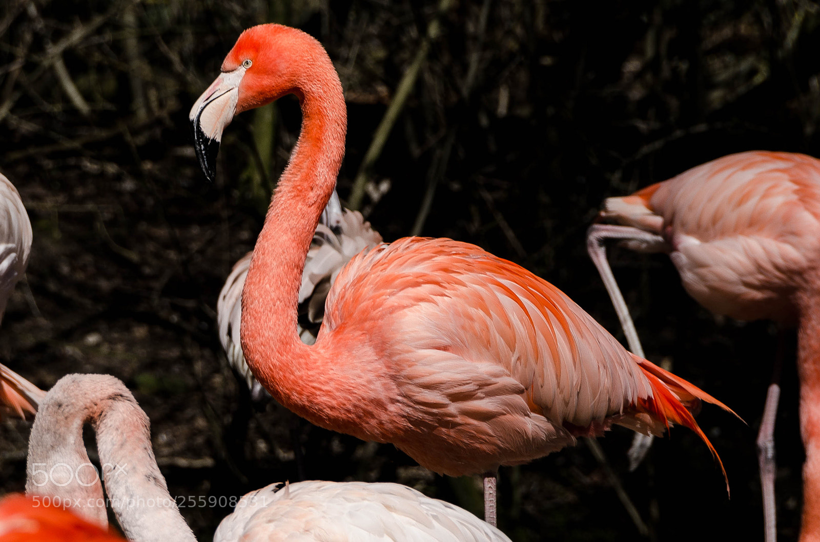 Nikon D7000 sample photo. Flamingo...watch out! photography