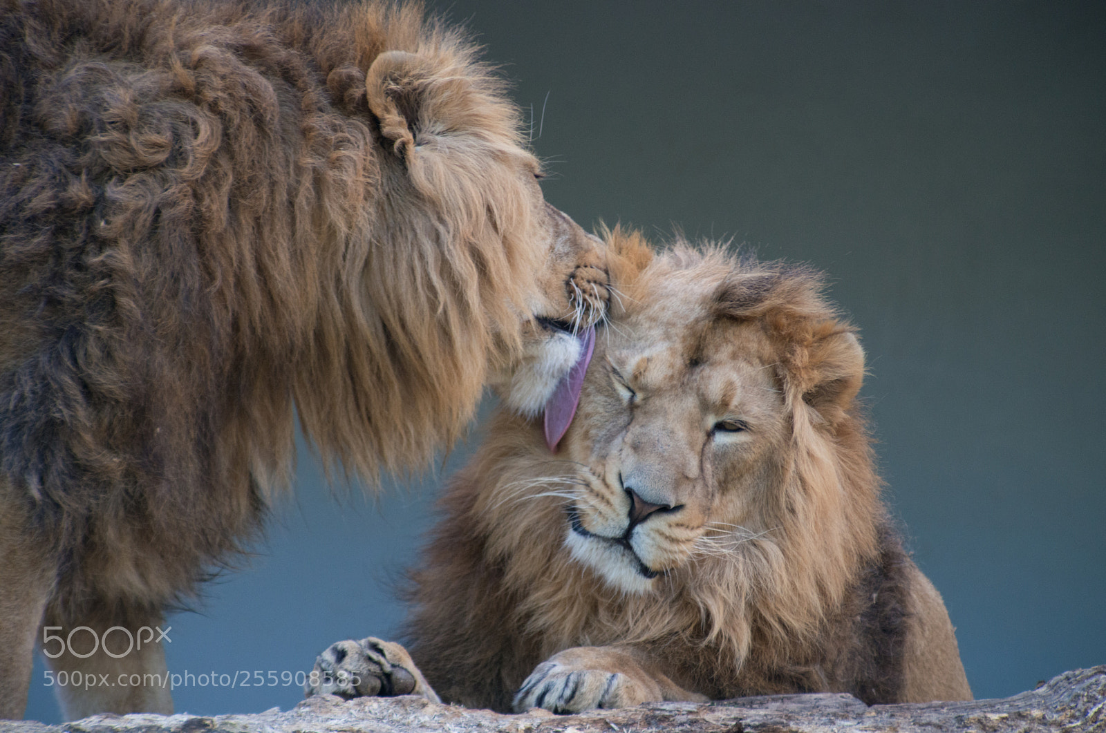 Nikon D800 sample photo. Lion care photography