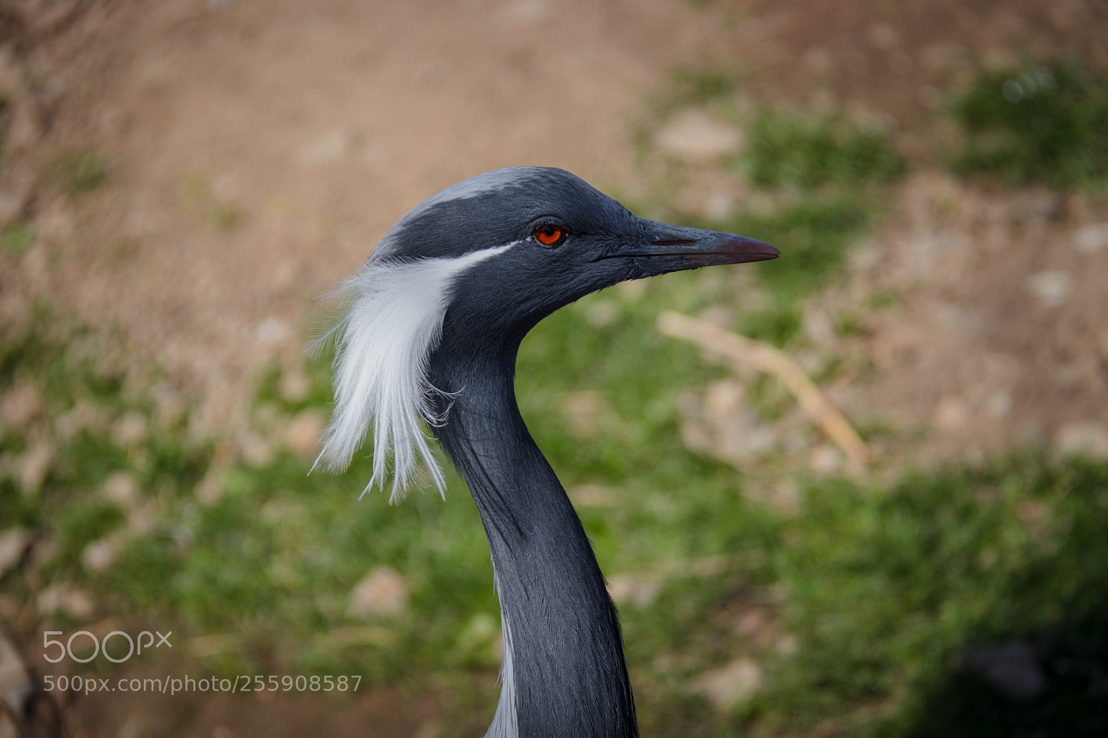 Canon EOS 80D sample photo. Img photography