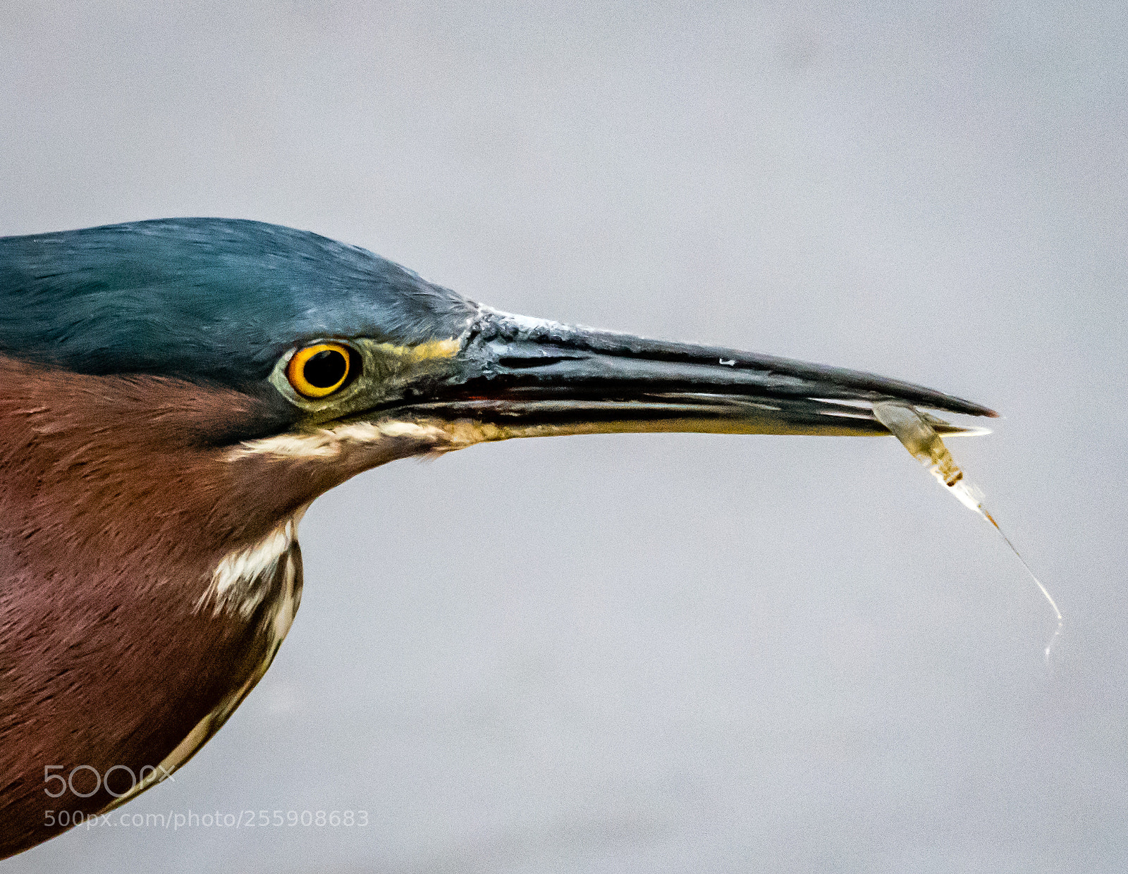 Nikon D500 sample photo. Green heron munching on photography
