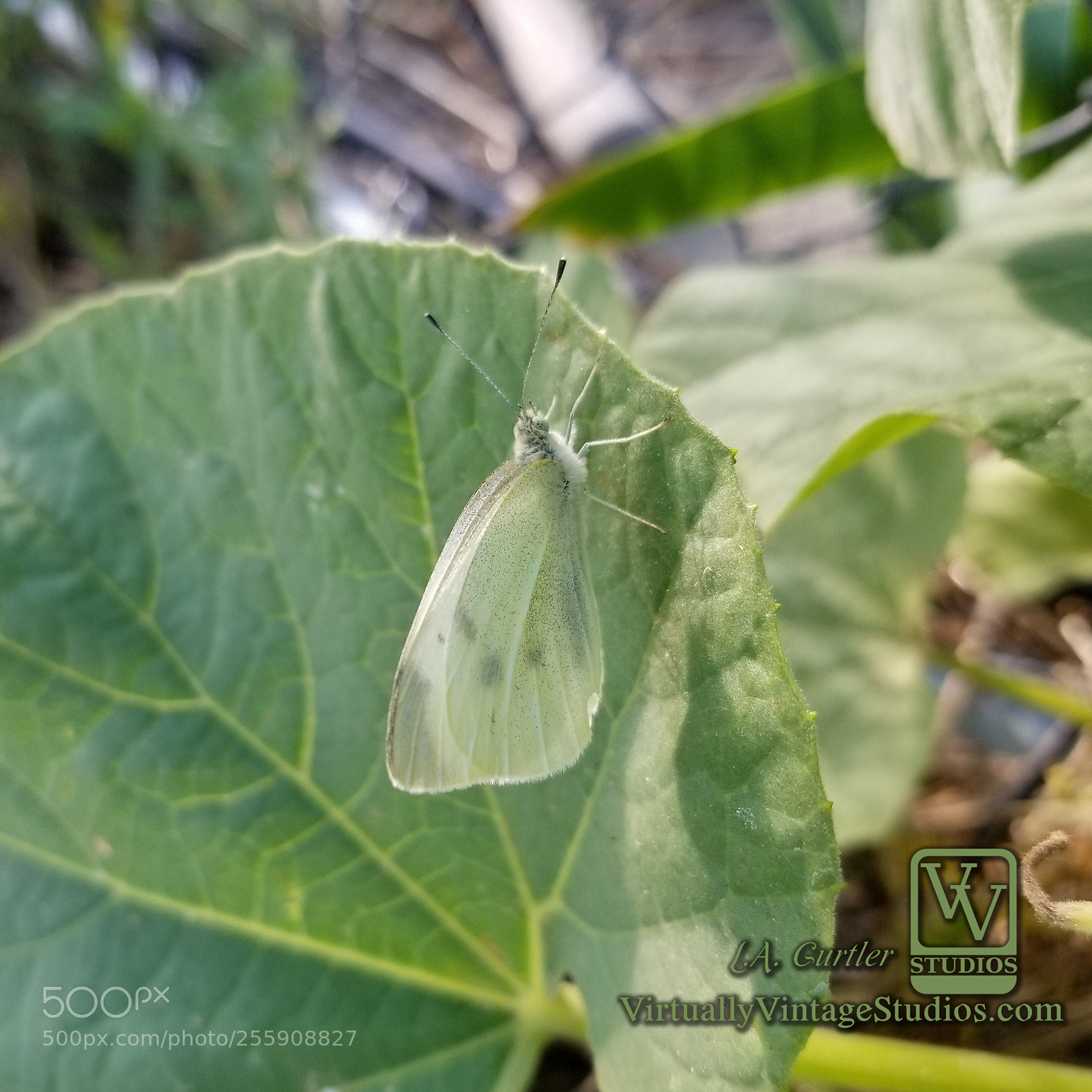 Samsung Galaxy S8 sample photo. Cabbage butterfly photography