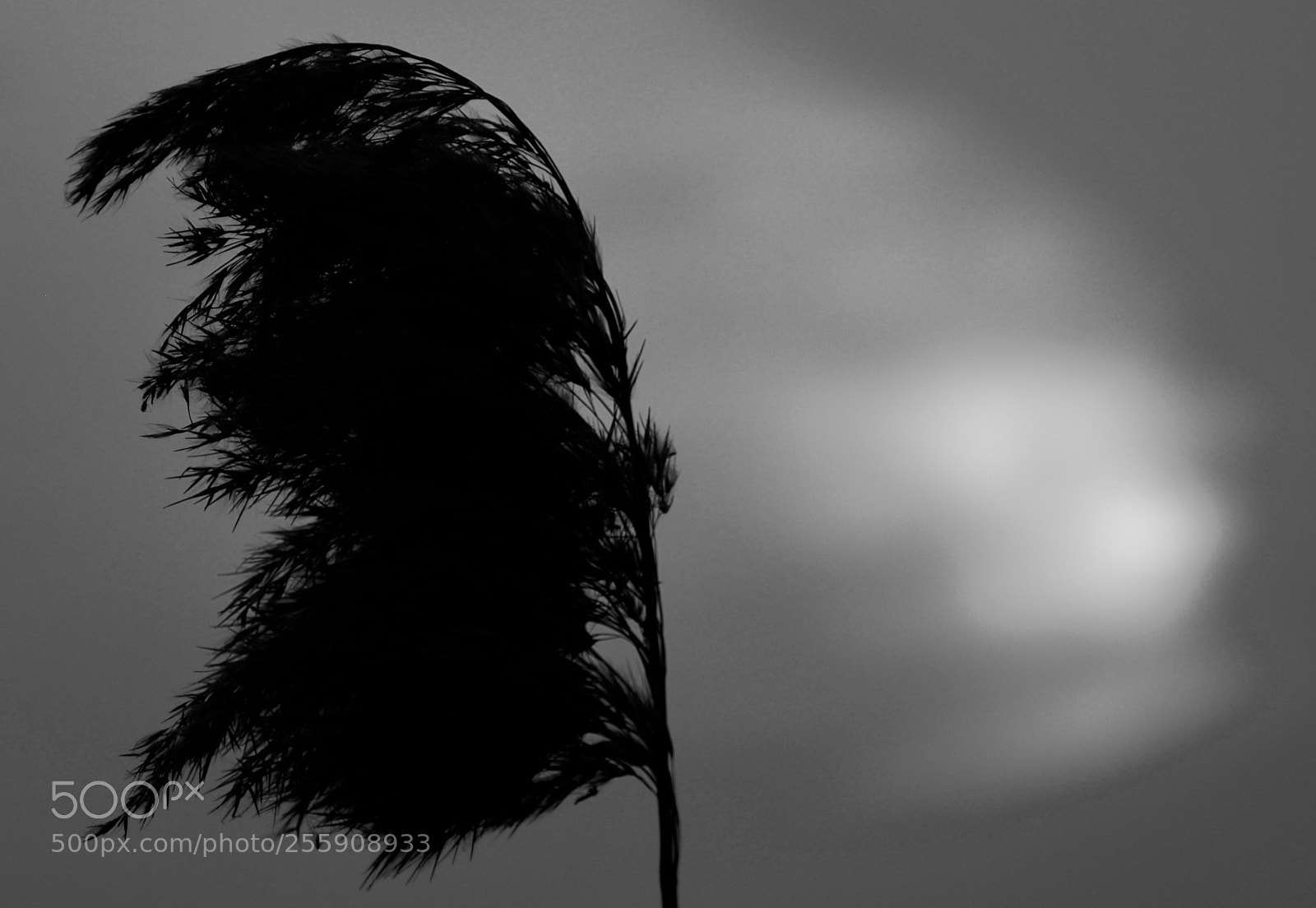 Nikon D5200 sample photo. Spring wind photography