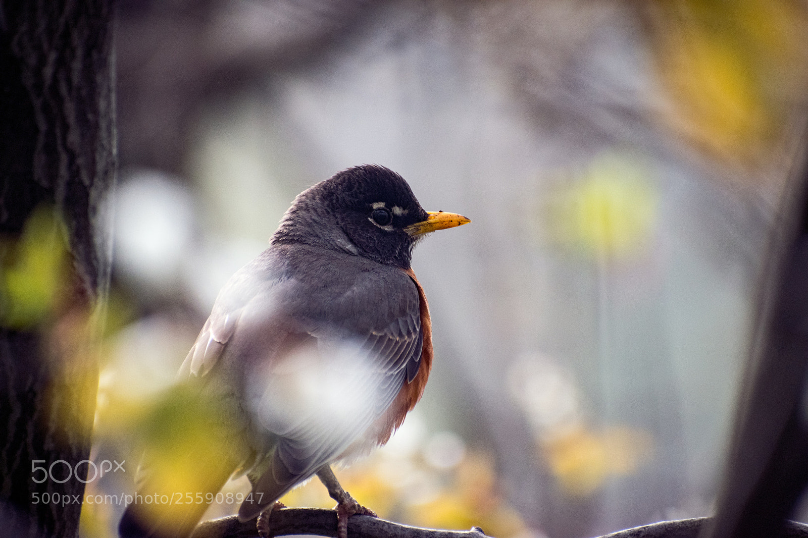 Nikon D5500 sample photo. American robin (male) photography
