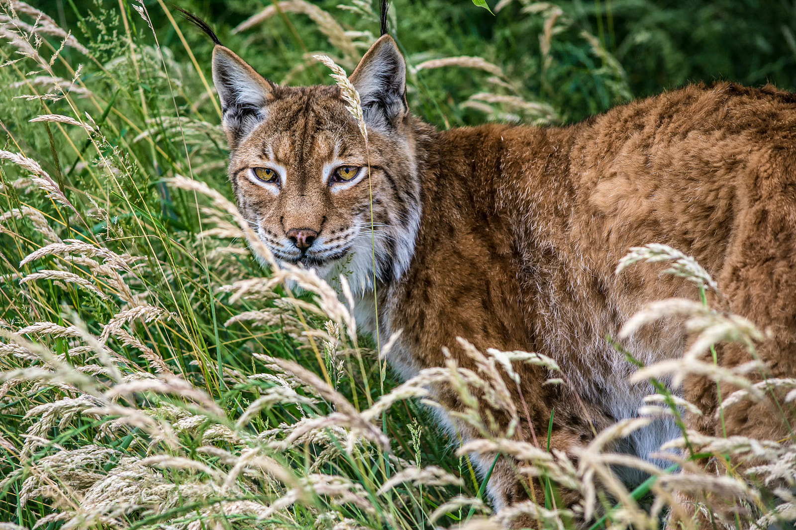 Nikon D7200 sample photo. Eurasian lynx photography