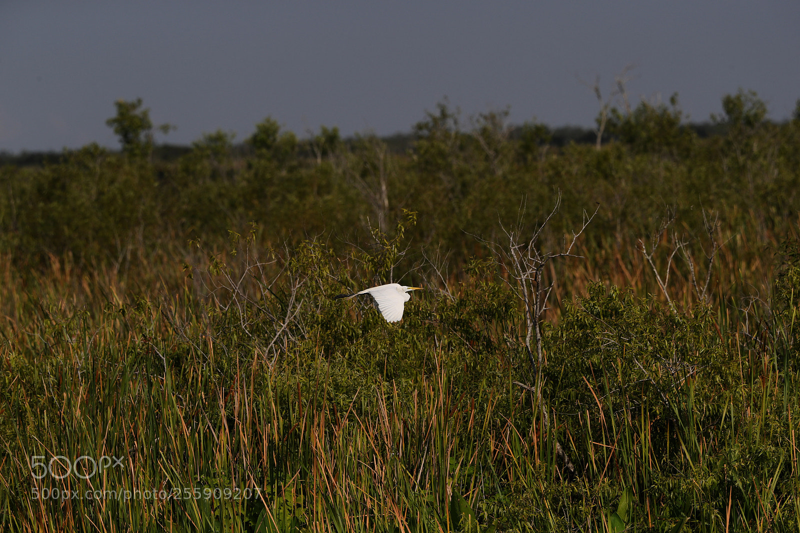 Canon EOS-1D X Mark II sample photo. 04-30-18-0015436.jpg photography