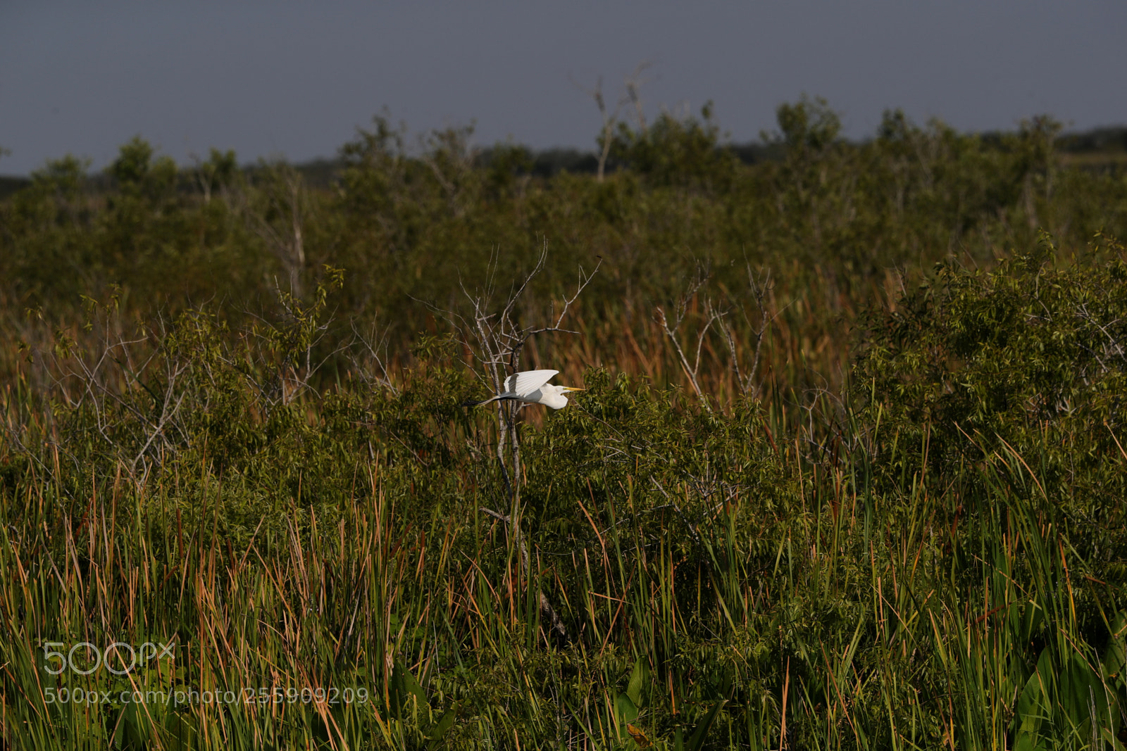 Canon EOS-1D X Mark II sample photo. 04-30-18-0015435.jpg photography