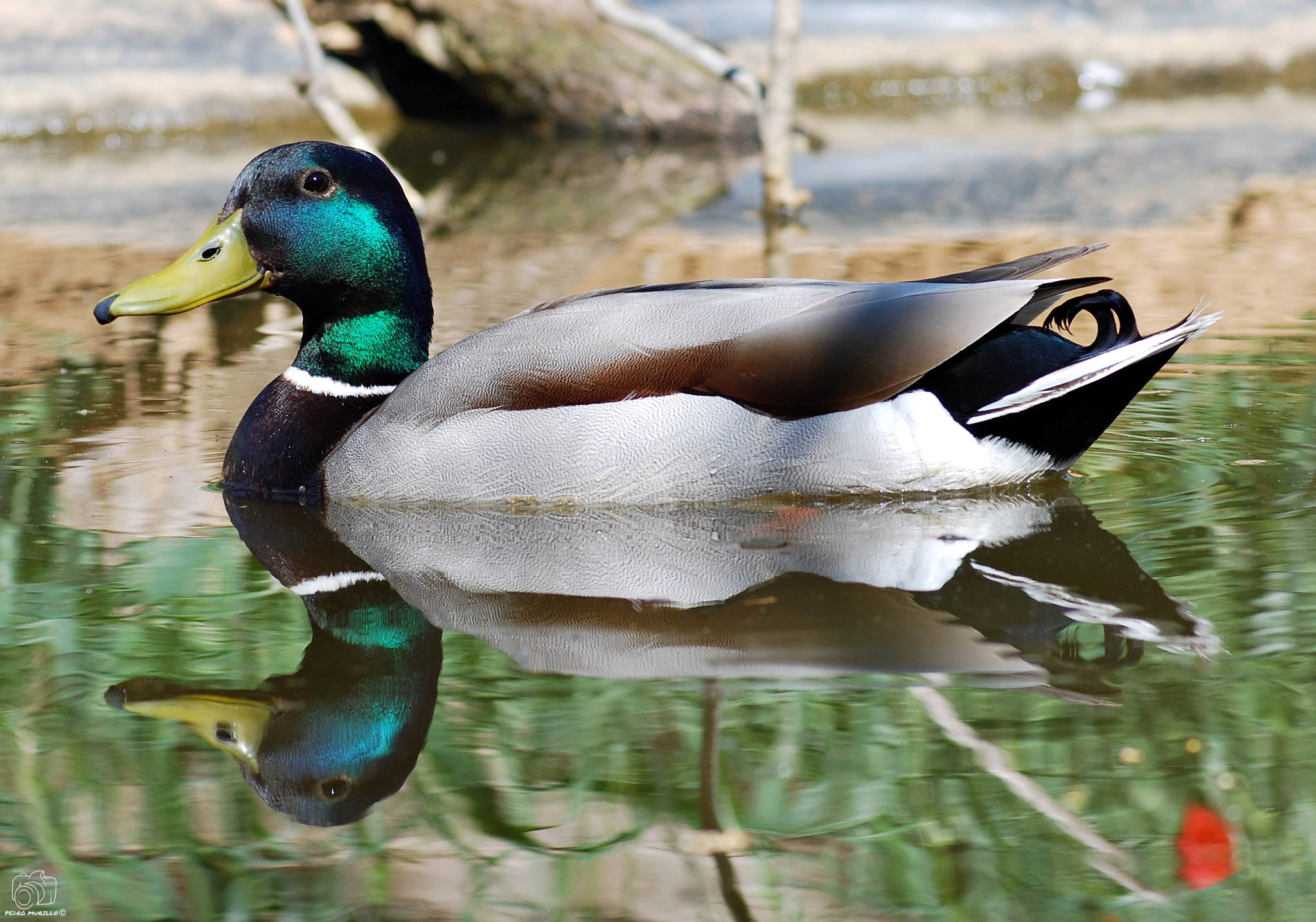 Nikon D60 sample photo