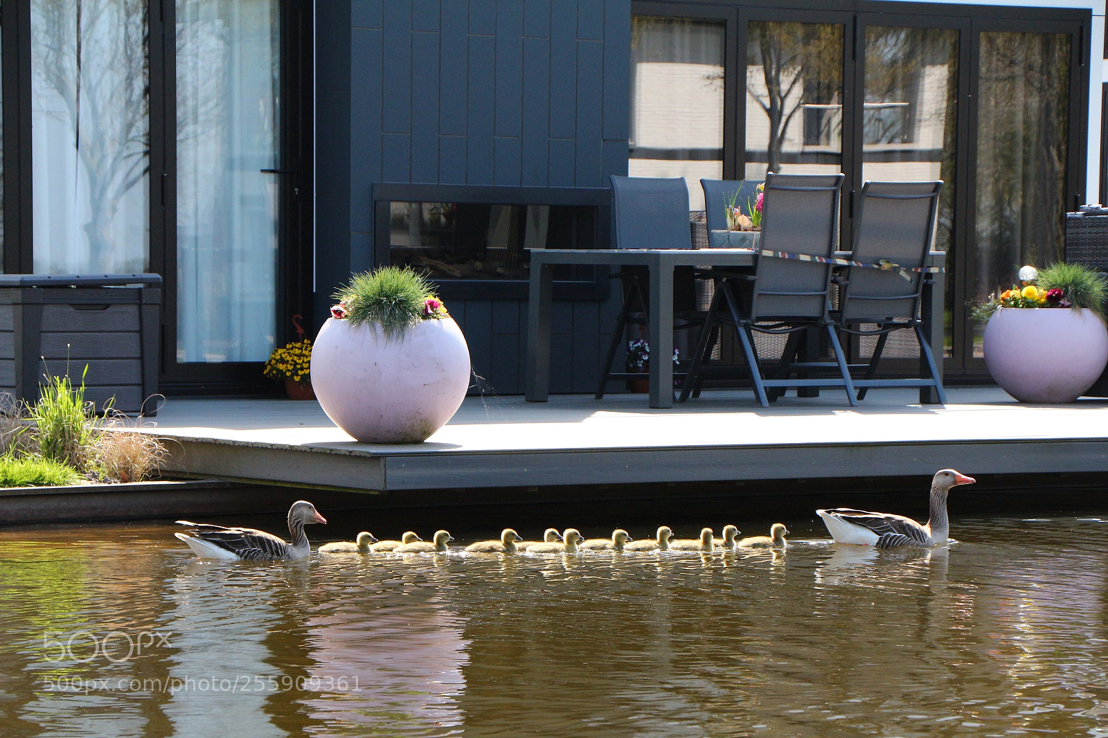 Canon EOS 650D (EOS Rebel T4i / EOS Kiss X6i) sample photo. Goose photography