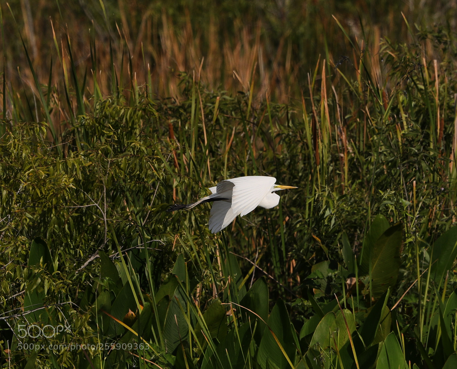 Canon EOS-1D X Mark II sample photo. 04-30-18-0015432.jpg photography