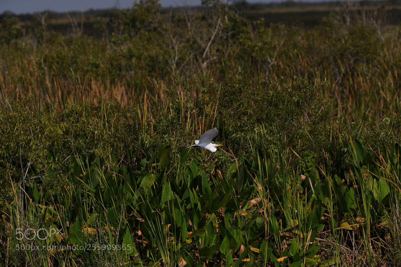 Canon EOS-1D X Mark II sample photo. 04-30-18-0015431.jpg photography