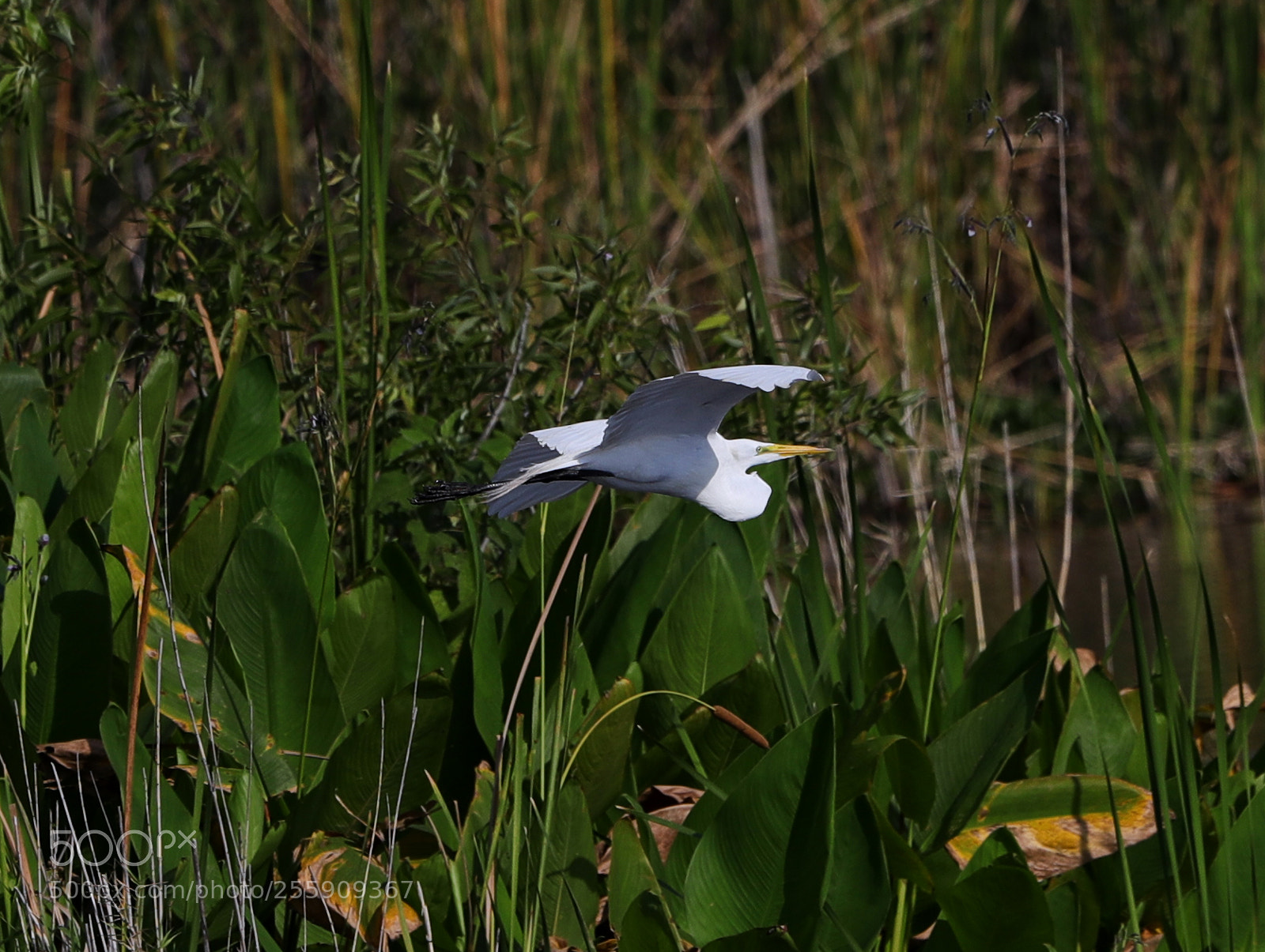 Canon EOS-1D X Mark II sample photo. 04-30-18-0015430.jpg photography