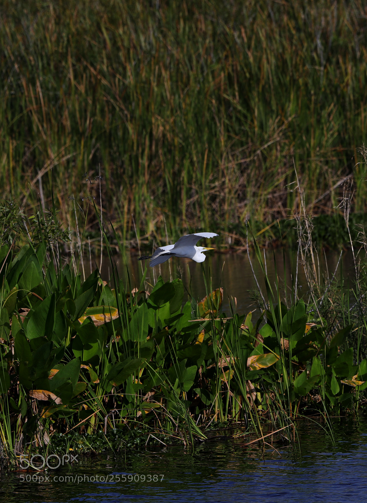 Canon EOS-1D X Mark II sample photo. 04-30-18-0015429.jpg photography