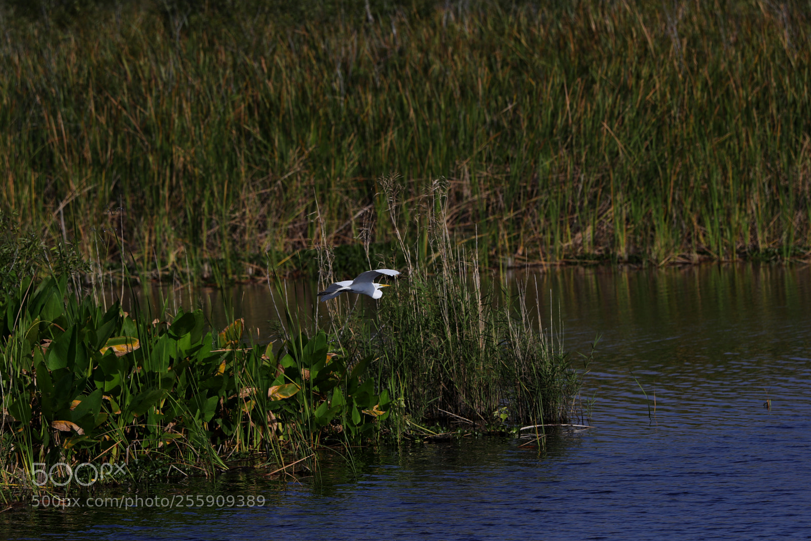 Canon EOS-1D X Mark II sample photo. 04-30-18-0015428.jpg photography