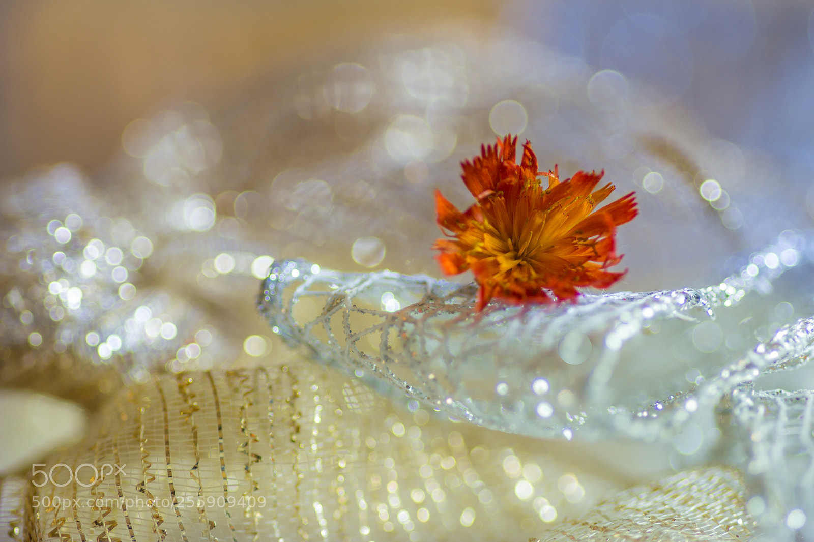 Canon EOS 650D (EOS Rebel T4i / EOS Kiss X6i) sample photo. Sweetness and harmonies photography