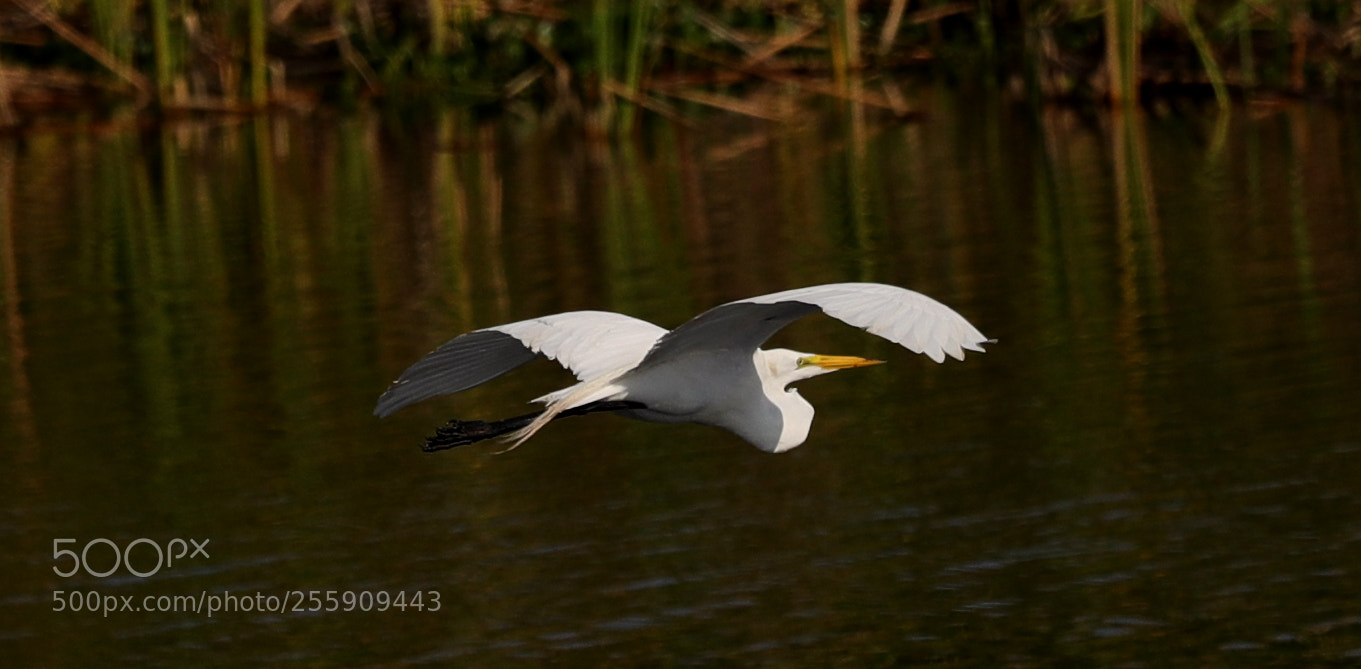 Canon EOS-1D X Mark II sample photo. 04-30-18-0015427.jpg photography