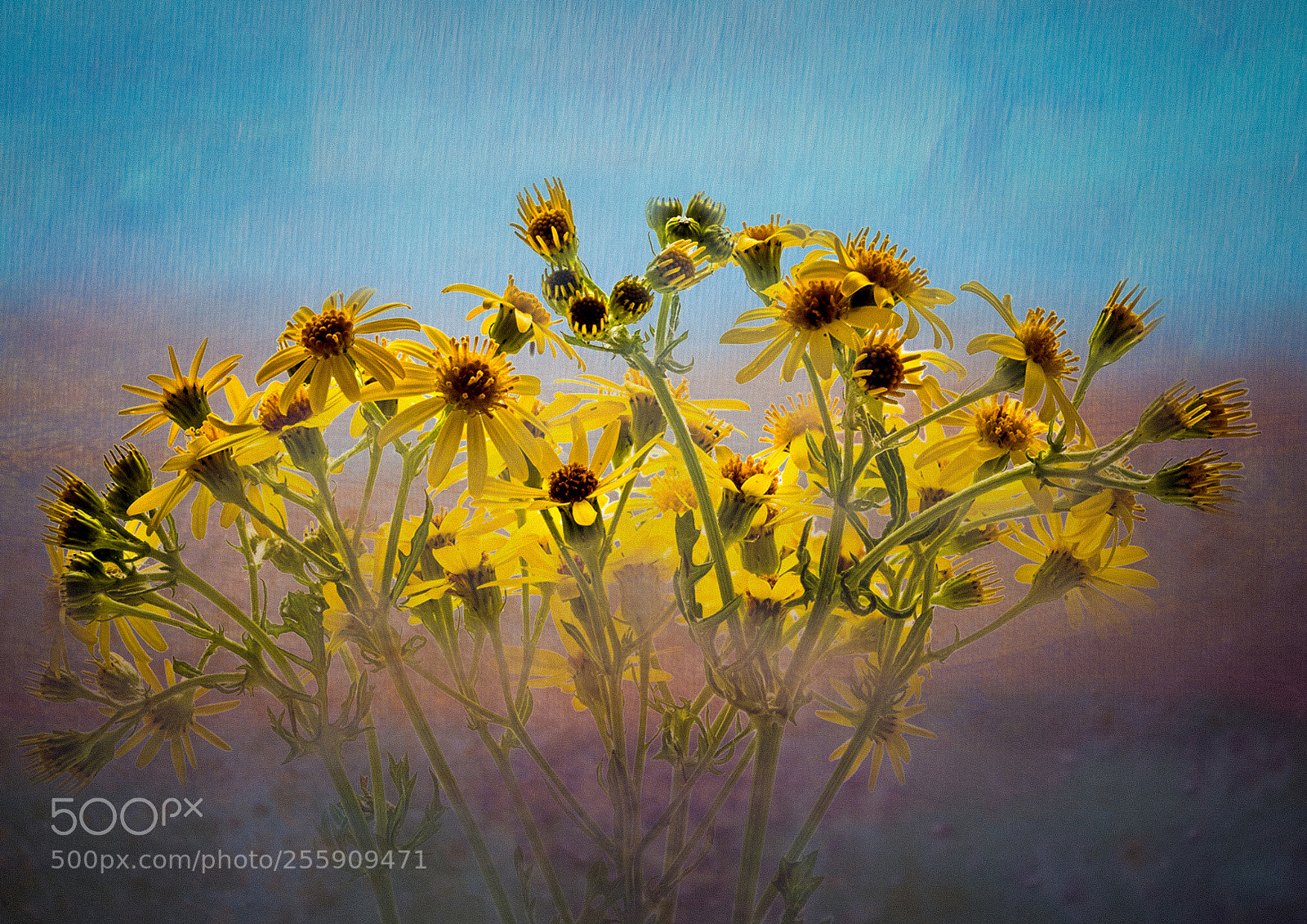 Canon EOS 6D sample photo. Cowslip photography