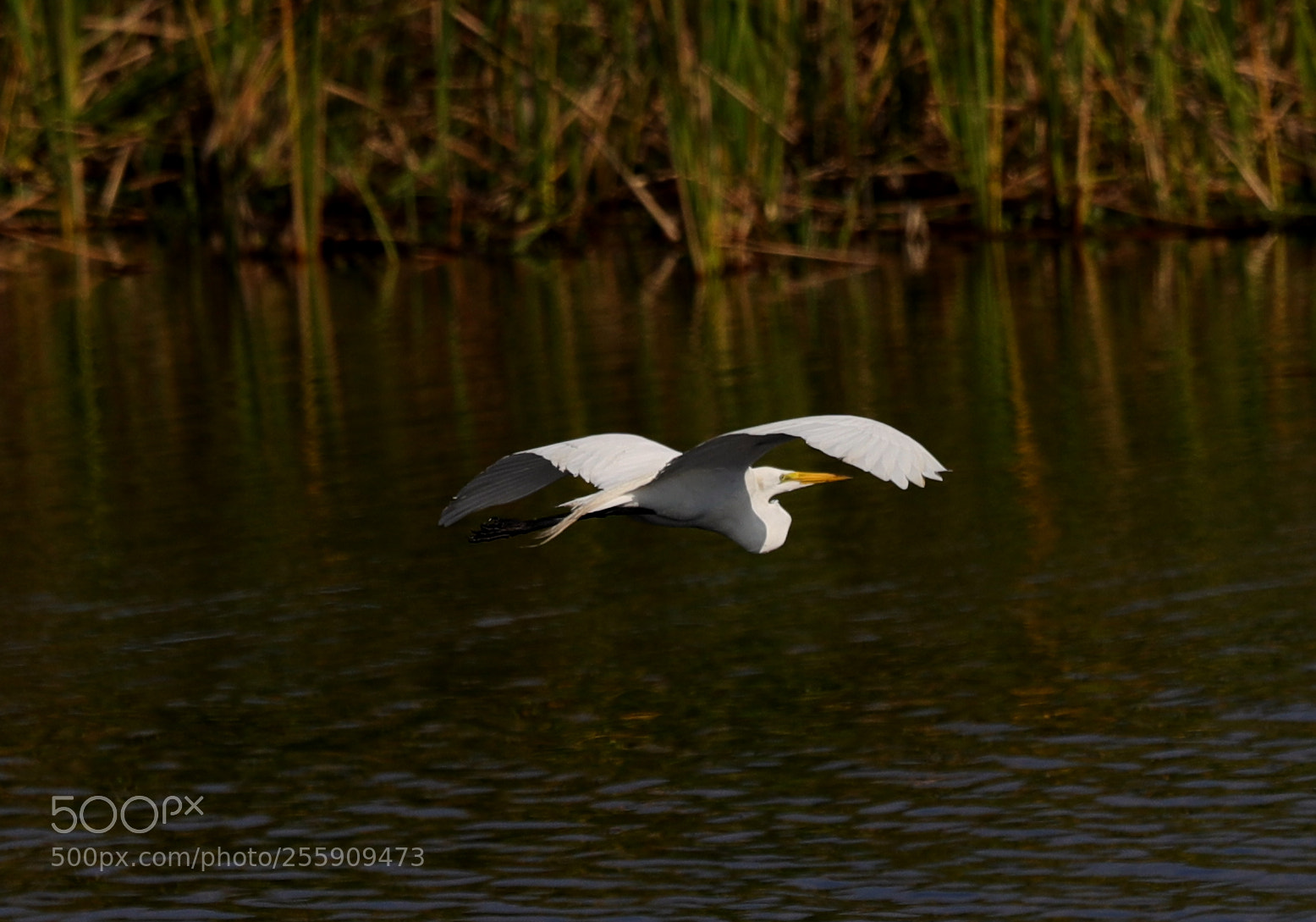 Canon EOS-1D X Mark II sample photo. 04-30-18-0015426.jpg photography