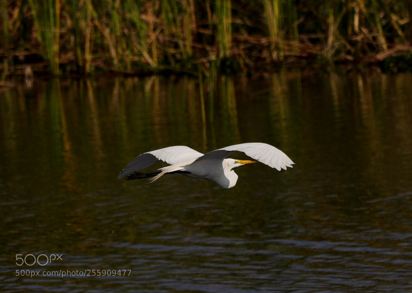 Canon EOS-1D X Mark II sample photo. 04-30-18-0015425.jpg photography