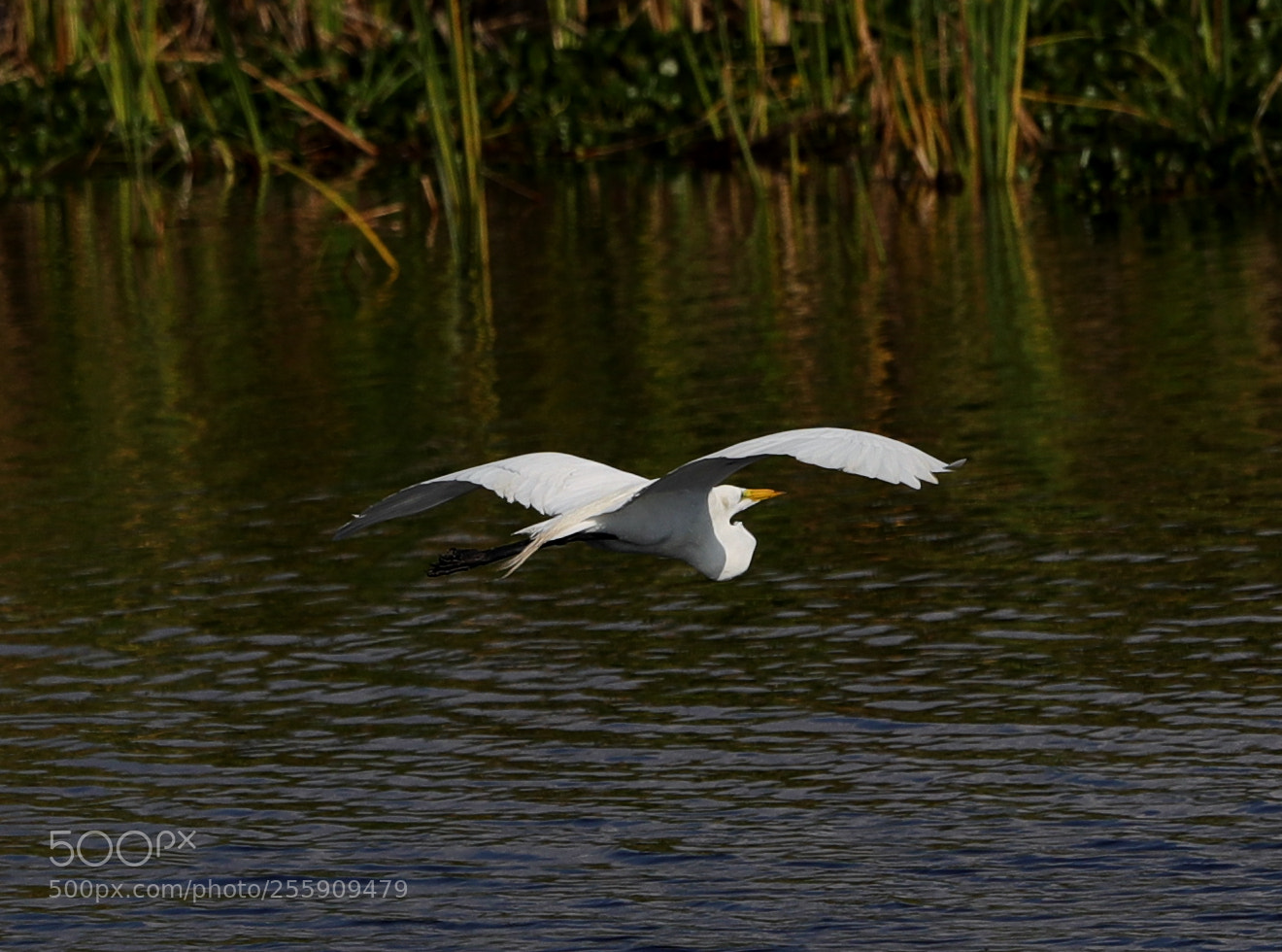 Canon EOS-1D X Mark II sample photo. 04-30-18-0015424.jpg photography