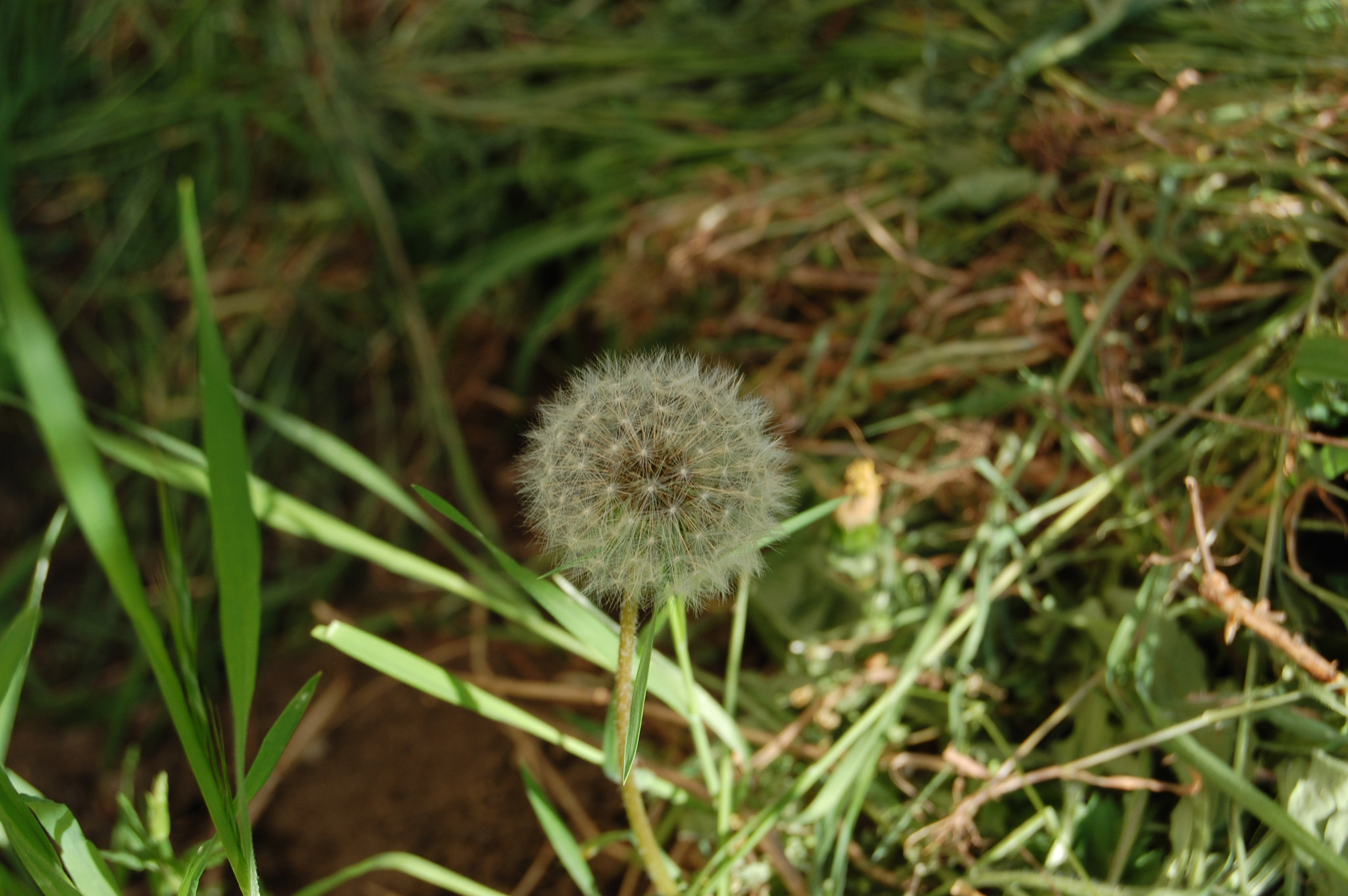 Nikon D40 sample photo