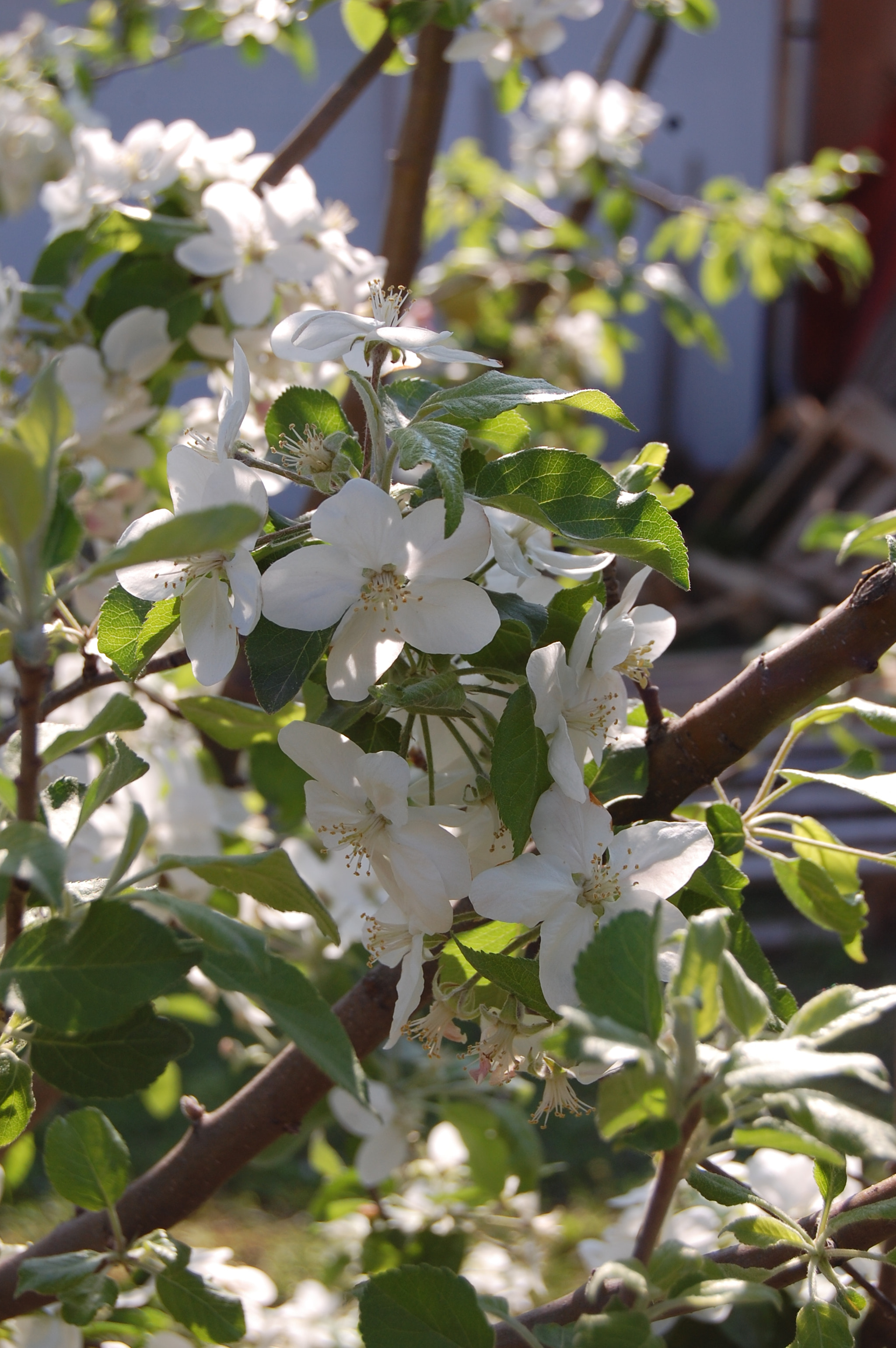 Nikon D40 sample photo