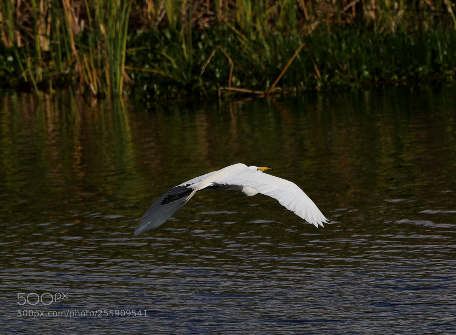 Canon EOS-1D X Mark II sample photo. 04-30-18-0015423.jpg photography