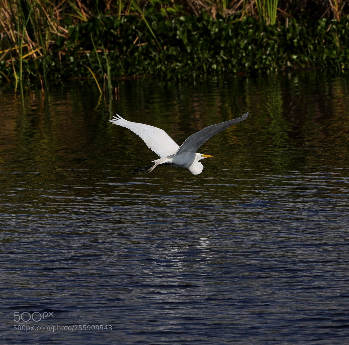 Canon EOS-1D X Mark II sample photo. 04-30-18-0015421.jpg photography