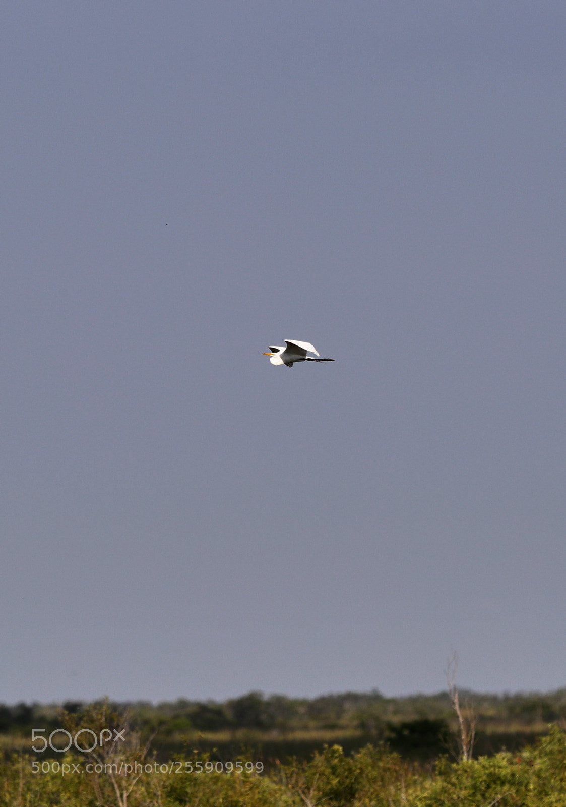 Canon EOS-1D X Mark II sample photo. 04-30-18-0015419.jpg photography