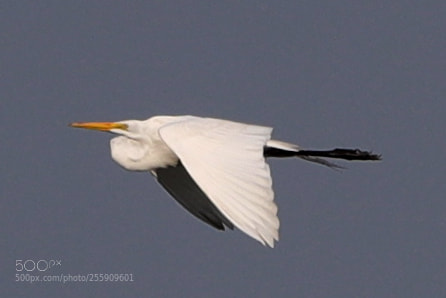 Canon EOS-1D X Mark II sample photo. 04-30-18-0015418.jpg photography
