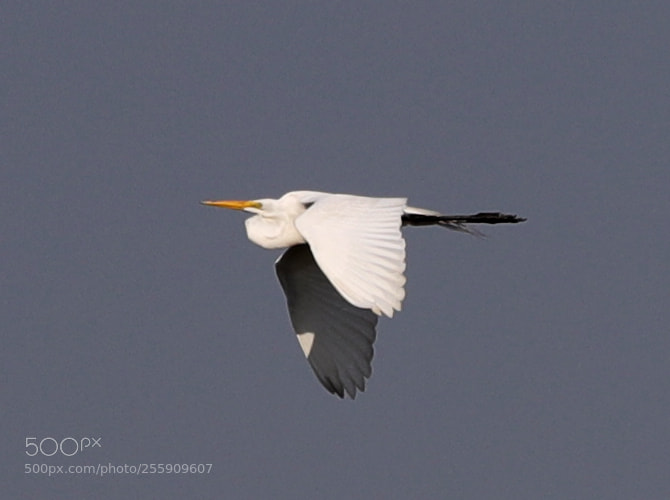 Canon EOS-1D X Mark II sample photo. 04-30-18-0015417.jpg photography