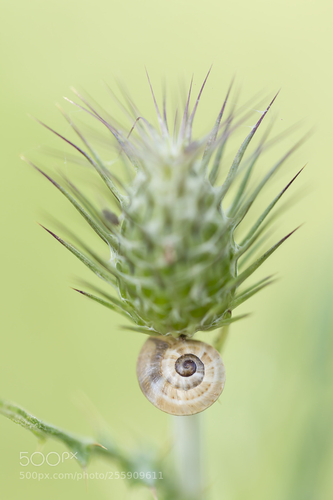 Canon EOS 6D sample photo. Feat photography