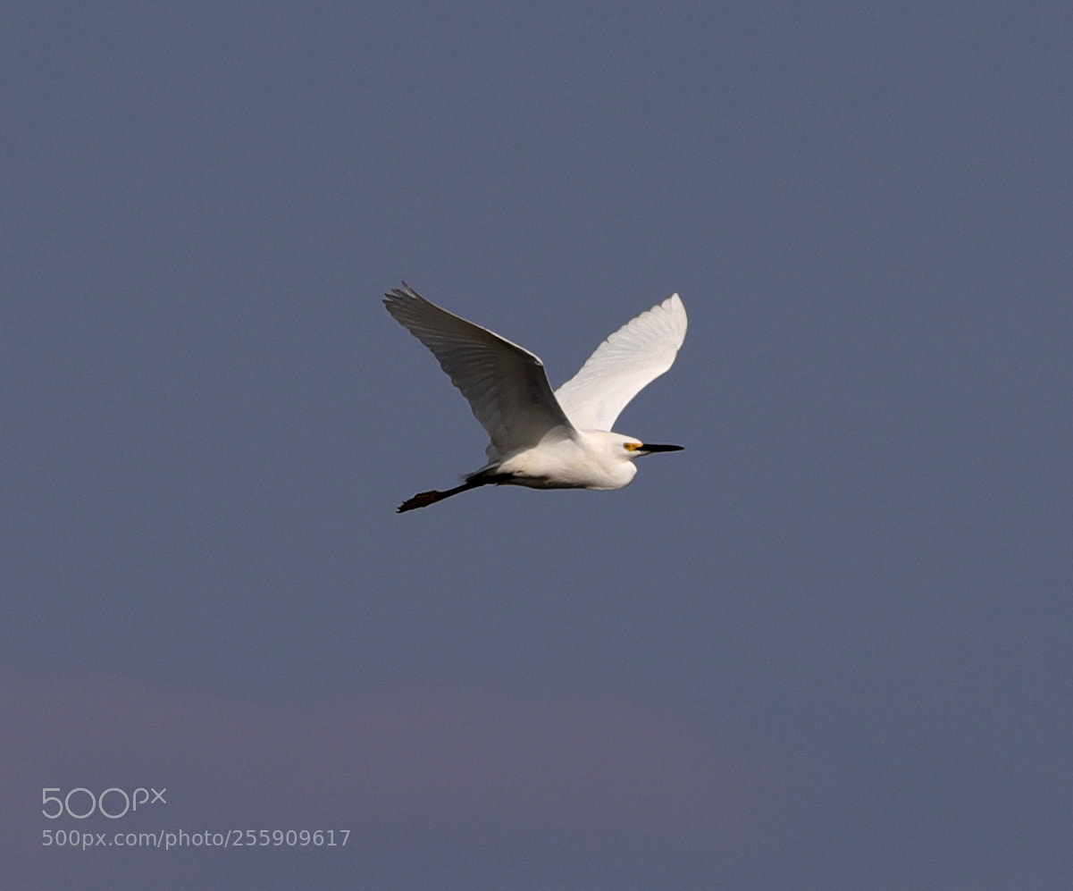 Canon EOS-1D X Mark II sample photo. 04-30-18-0015388.jpg photography