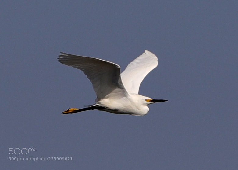 Canon EOS-1D X Mark II sample photo. 04-30-18-0015387.jpg photography