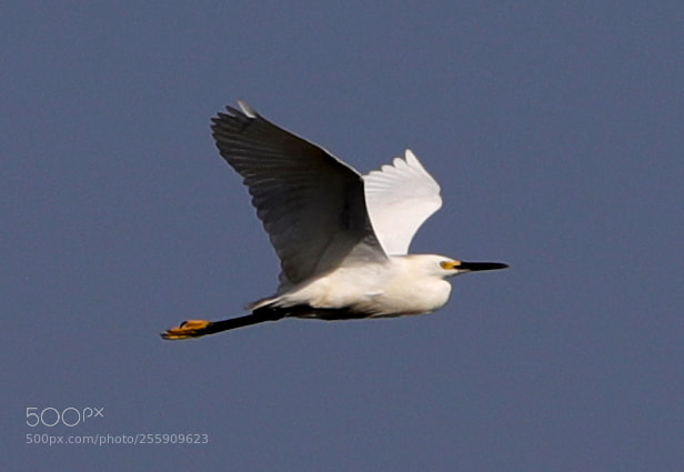 Canon EOS-1D X Mark II sample photo. 04-30-18-0015386.jpg photography