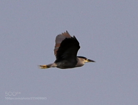 Canon EOS-1D X Mark II sample photo. 04-30-18-0015384.jpg photography