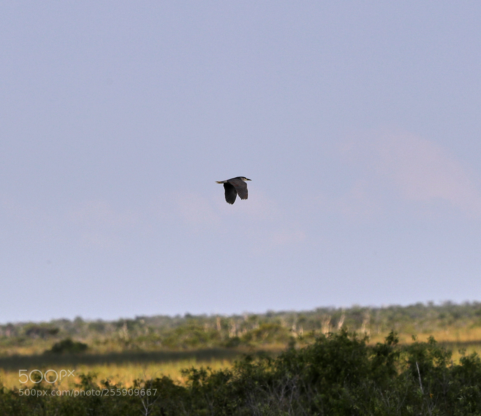 Canon EOS-1D X Mark II sample photo. 04-30-18-0015383 1.jpg photography