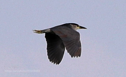 Canon EOS-1D X Mark II sample photo. 04-30-18-0015383.jpg photography