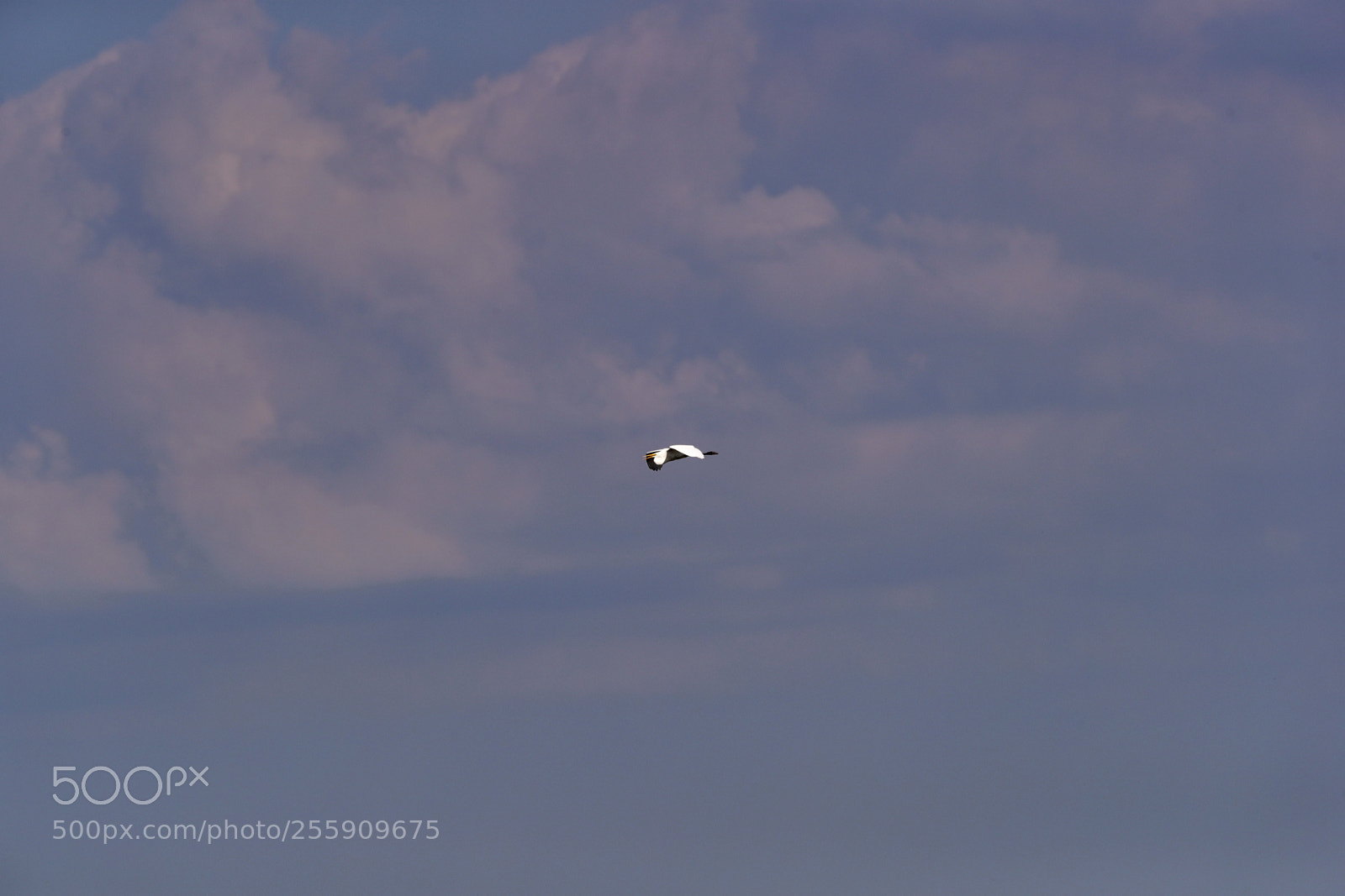 Canon EOS-1D X Mark II sample photo. 04-30-18-0015381.jpg photography