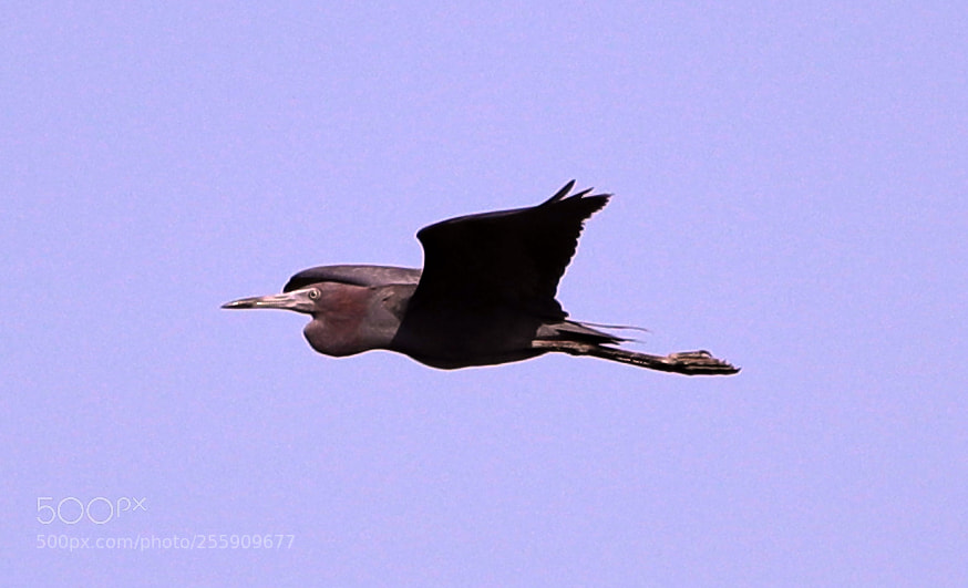 Canon EOS-1D X Mark II sample photo. 04-30-18-0015380.jpg photography
