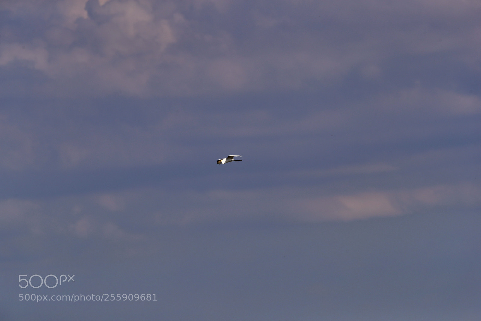 Canon EOS-1D X Mark II sample photo. 04-30-18-0015382.jpg photography