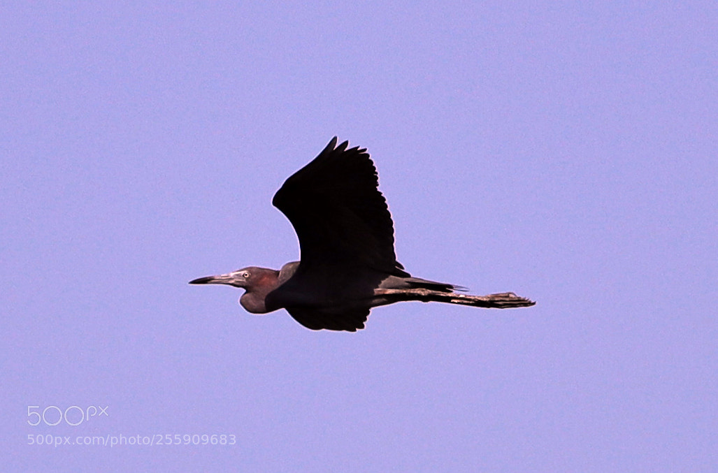 Canon EOS-1D X Mark II sample photo. 04-30-18-0015379.jpg photography