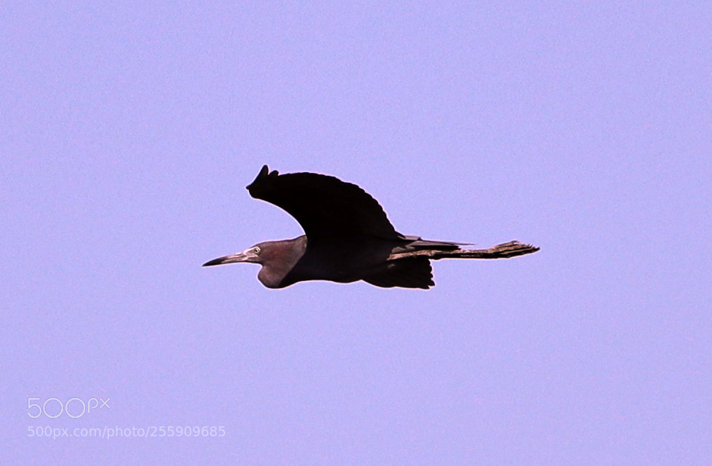 Canon EOS-1D X Mark II sample photo. 04-30-18-0015378.jpg photography
