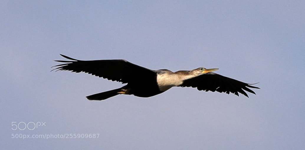Canon EOS-1D X Mark II sample photo. 04-30-18-0015377.jpg photography