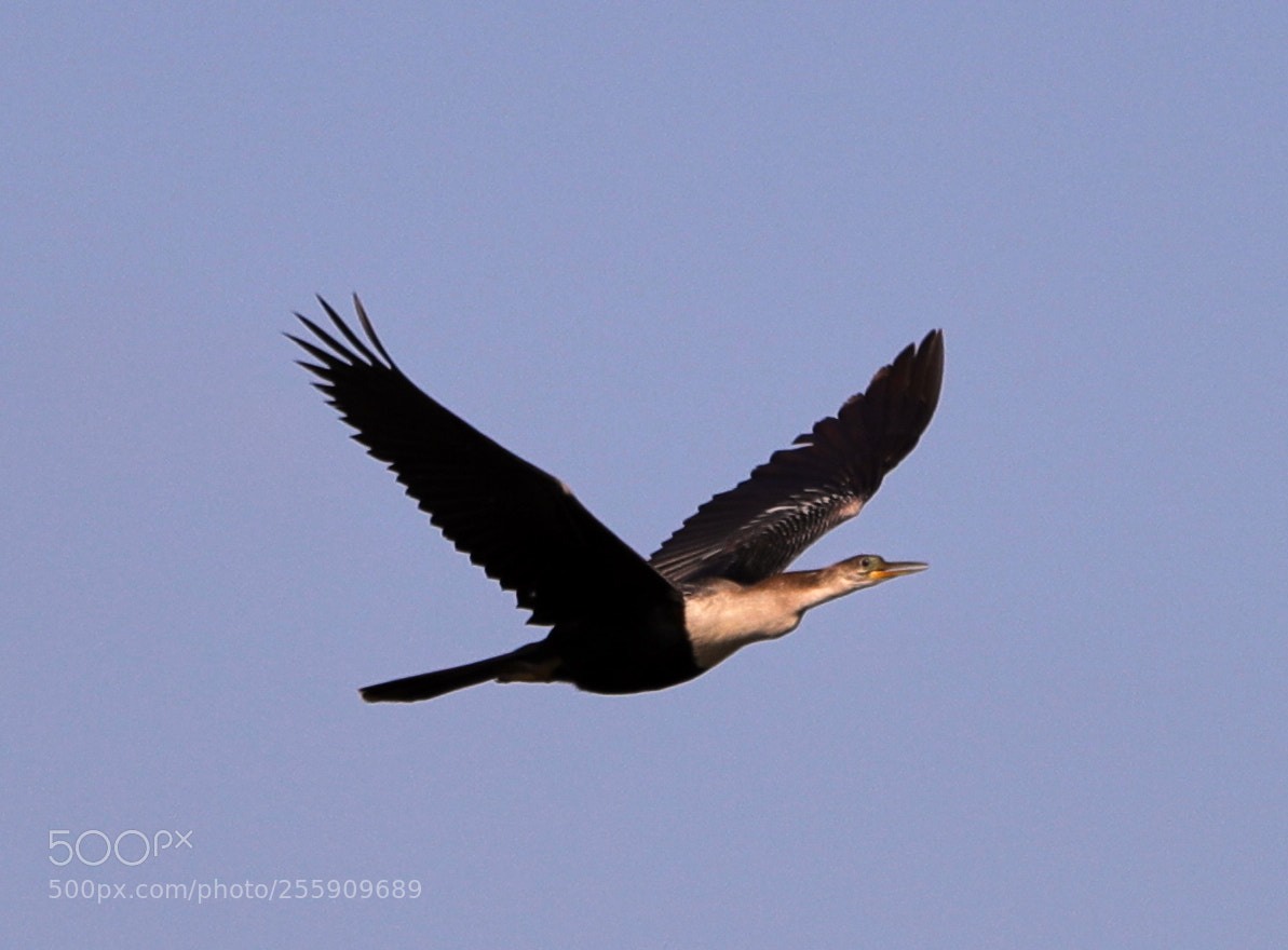 Canon EOS-1D X Mark II sample photo. 04-30-18-0015376.jpg photography