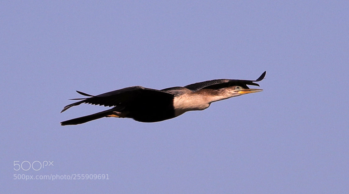 Canon EOS-1D X Mark II sample photo. 04-30-18-0015375.jpg photography